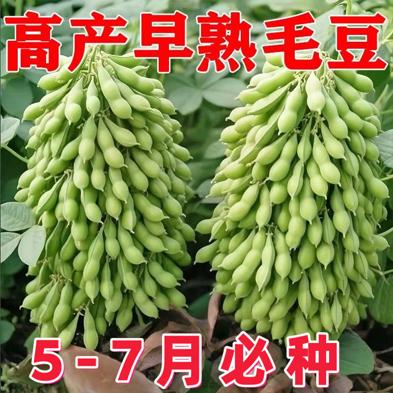 早熟高产抗病非转基因毛豆种子
