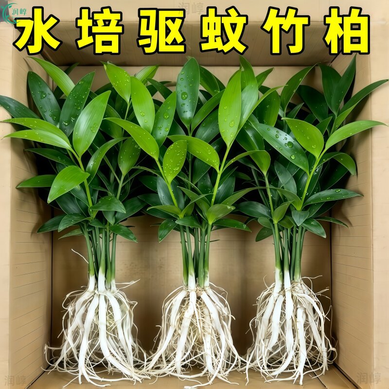 特大棵竹柏更驱蚊水培水培植物客厅办公室内四季常青绿植物驱虫竹