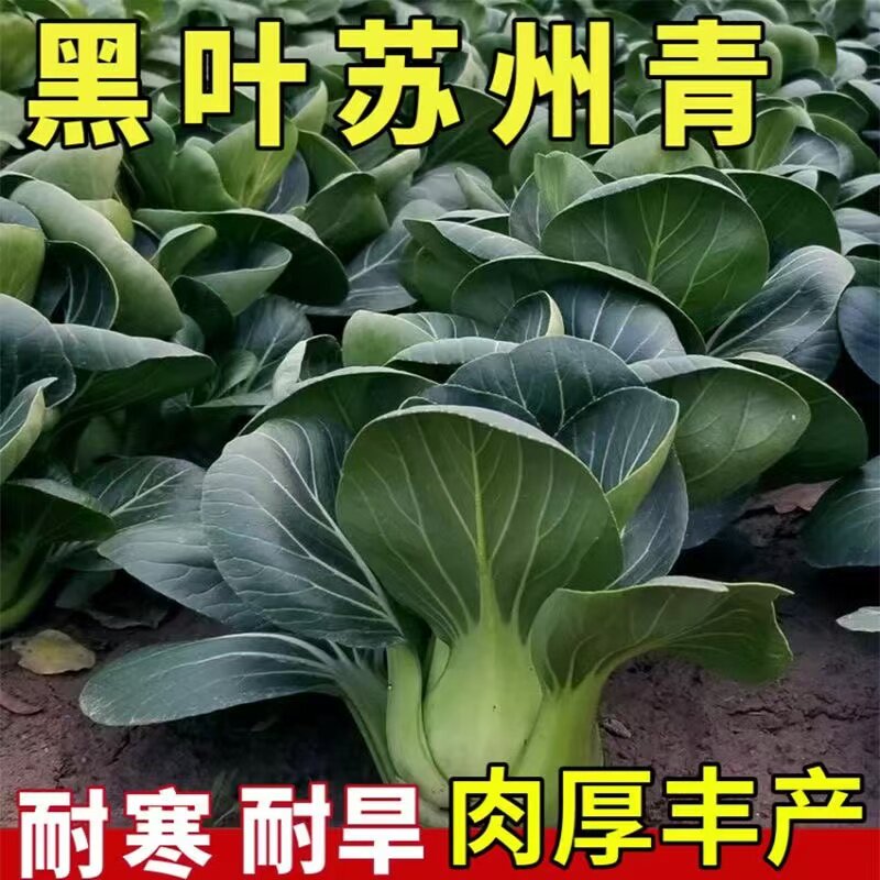 苏州青上海青四季播阳台盆栽种子