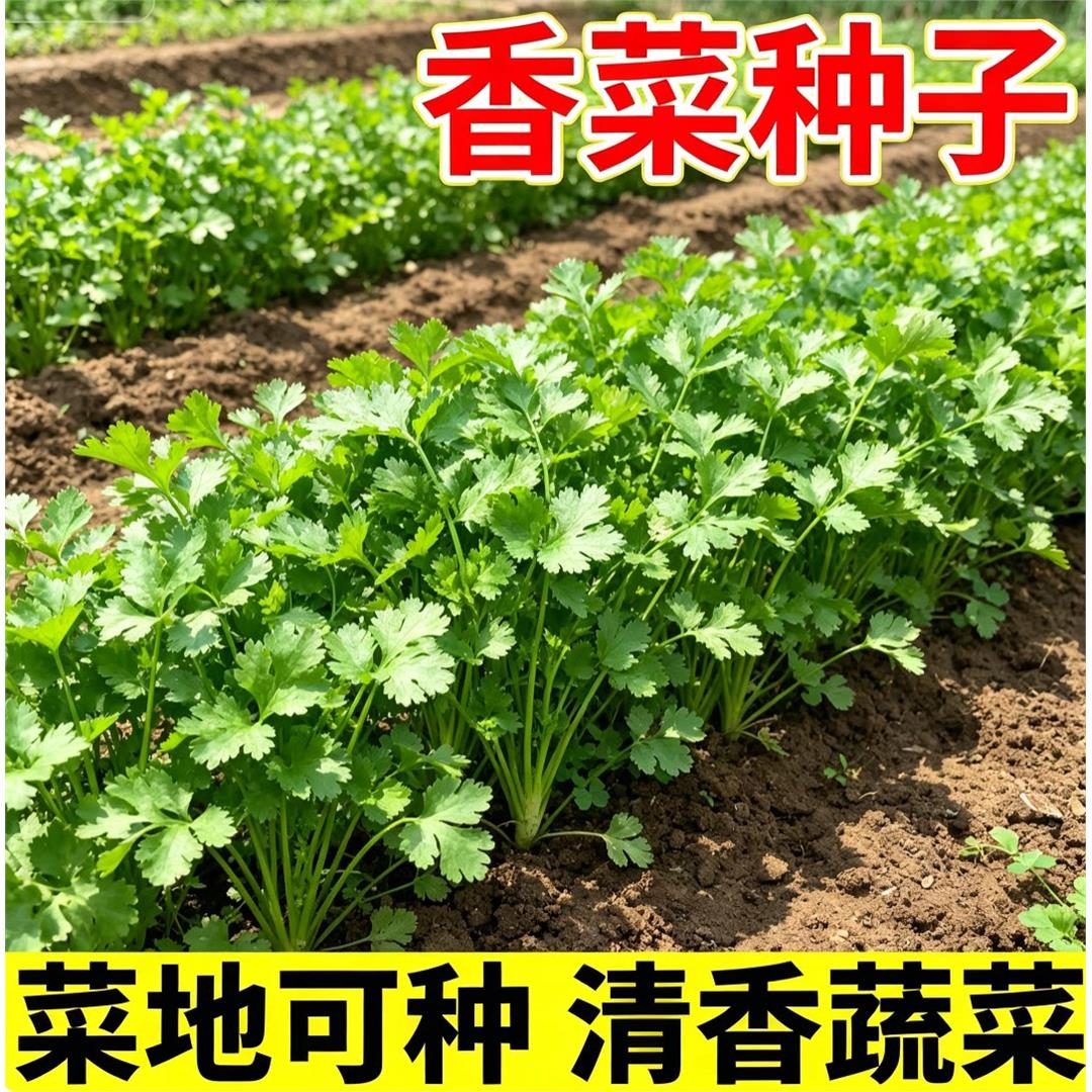 大叶香菜种子四季庭院盆栽