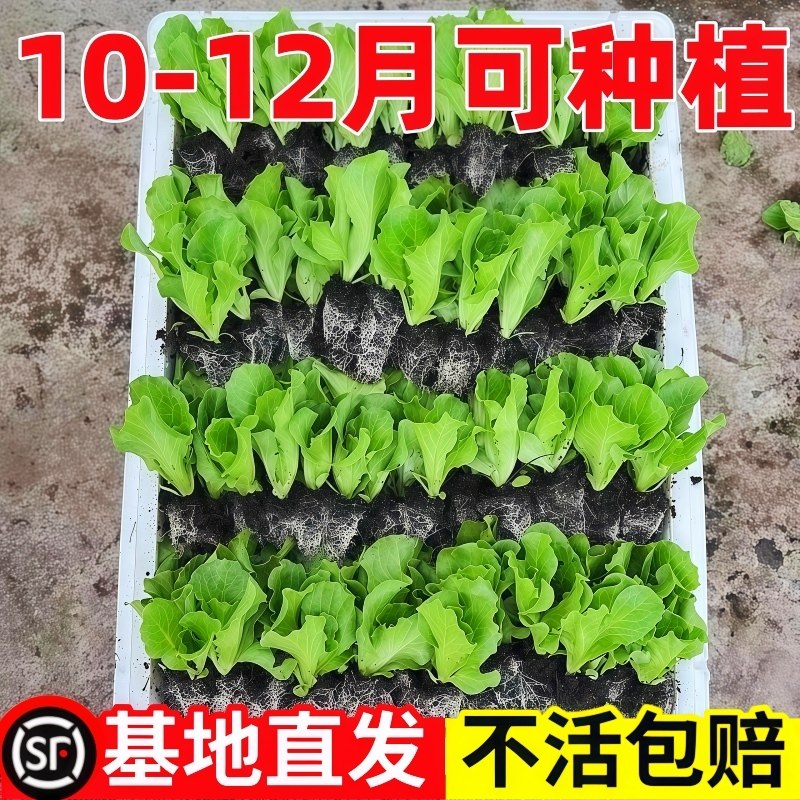 【新鲜秧苗】2025年意大利生菜秧苗薄皮可口全年一年四季阳台种植