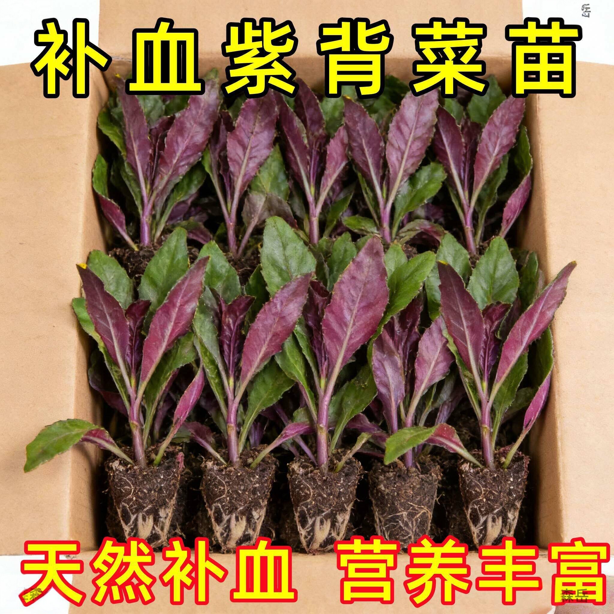 新鲜紫背菜时令蔬菜观音菜血皮菜紫背天葵叶子菜四川农家自种包邮