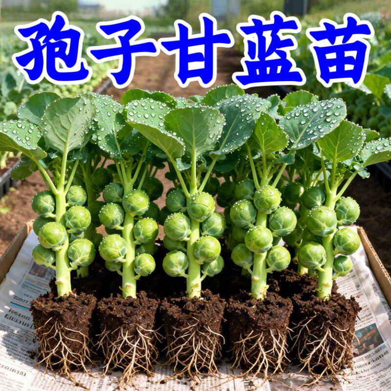 寿光抱子甘蓝苗带土球耐热耐寒