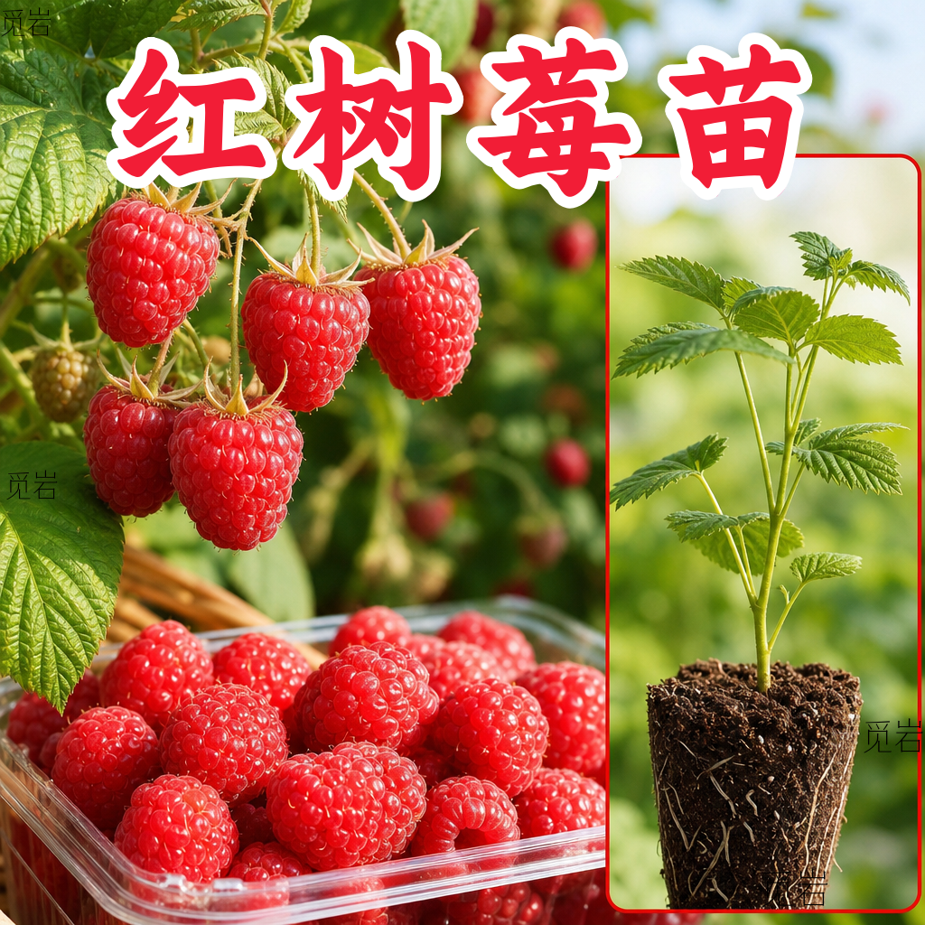 红黑树莓苗云南食用无刺黄泡黑泡黑树莓易养活庭院植物当年结果