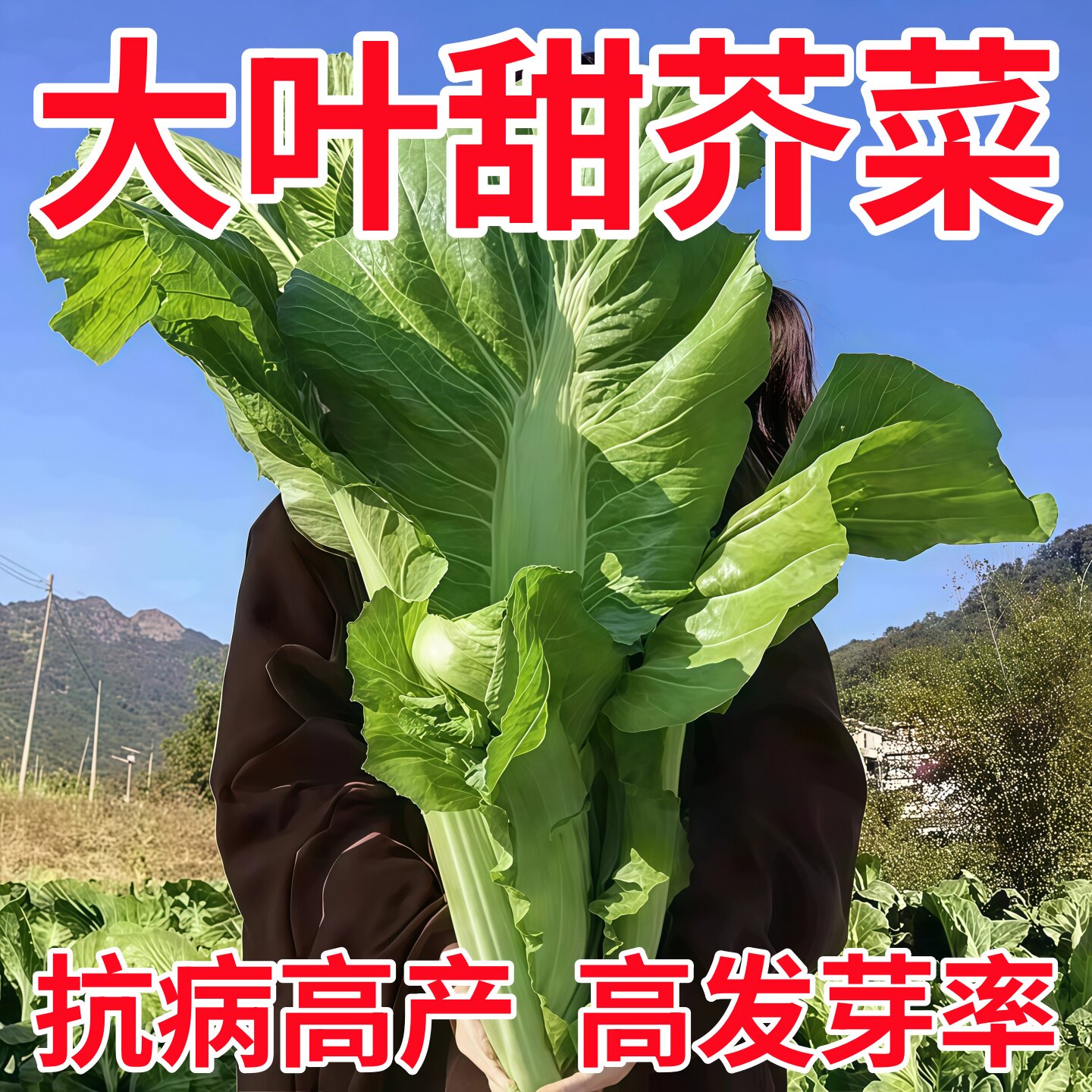 老品种大叶芥菜种子农家菜园菜籽四季蔬菜种子高产耐寒耐热蔬菜种