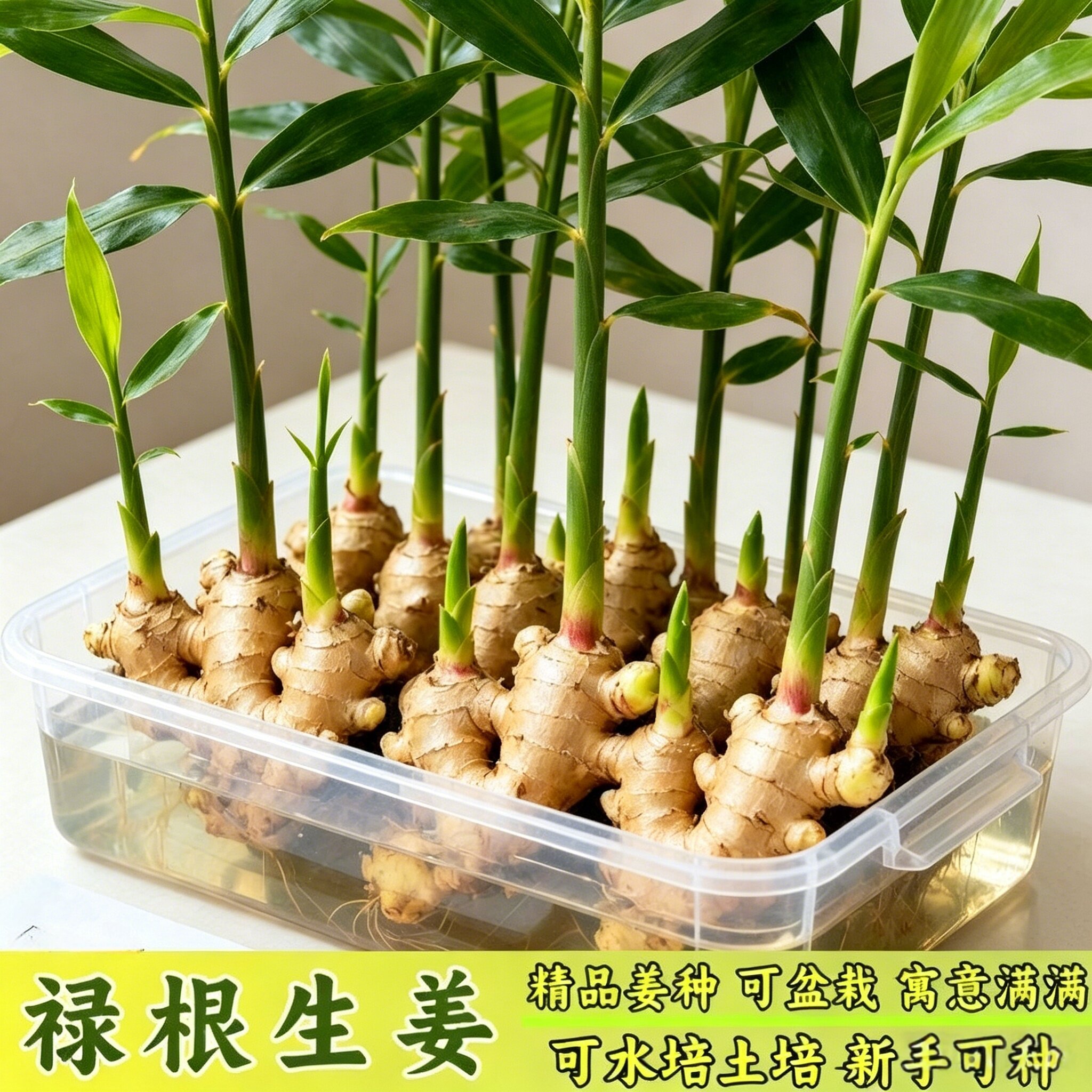 禄根带芽好养灵草不当生姜种苗盆栽阳台种植植物小绿植小黄姜种子