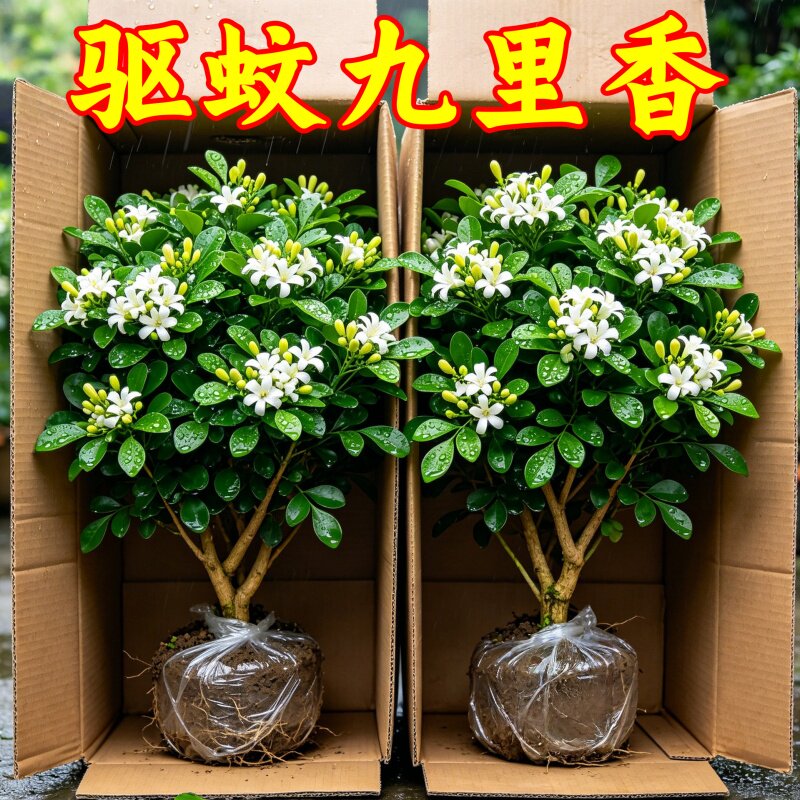 独杆九里香盆栽带苞驱蚊茉莉香