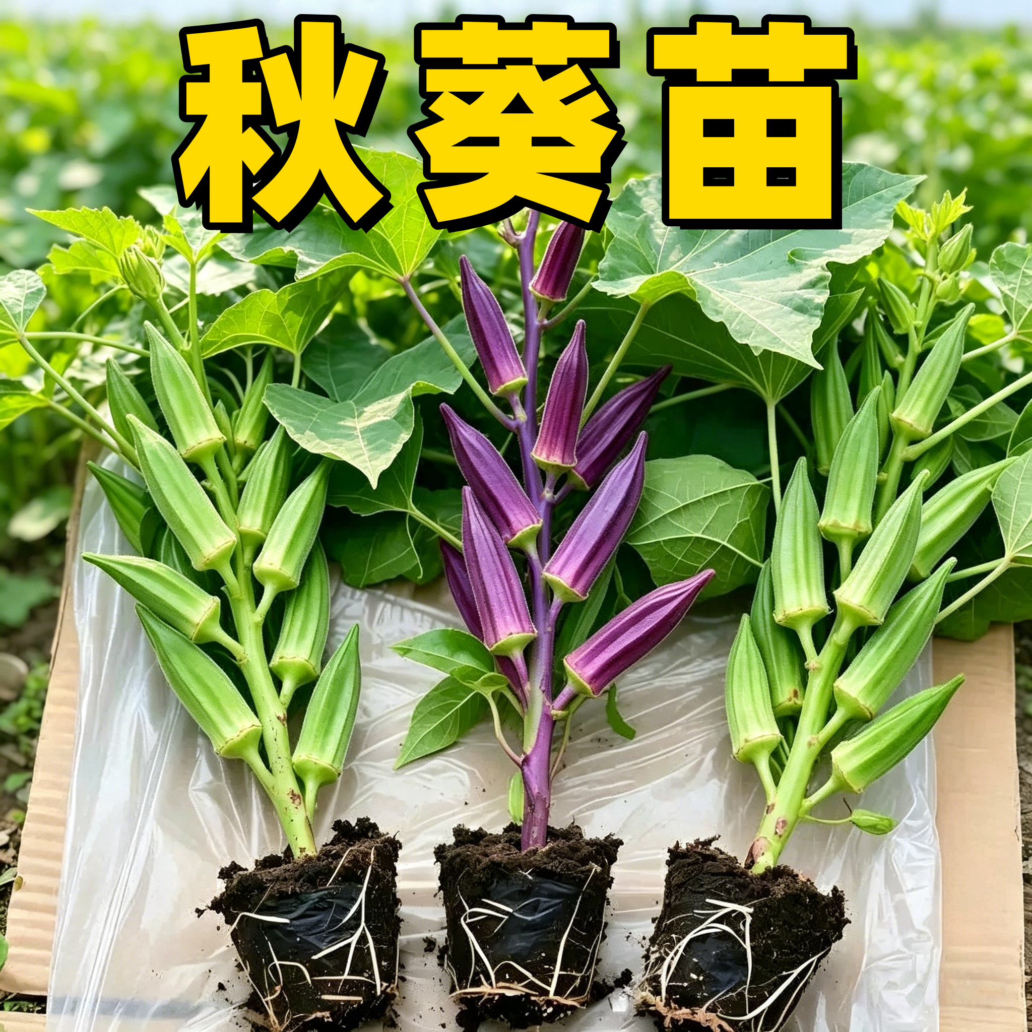 耐旱带土秋葵大苗种子