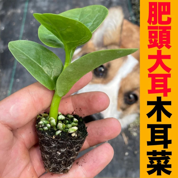四季阳台大叶小叶木耳菜苗