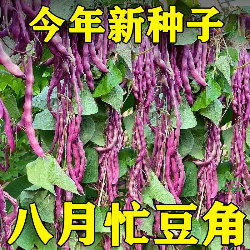 八月忙耐寒耐热高产无筋四季豆种