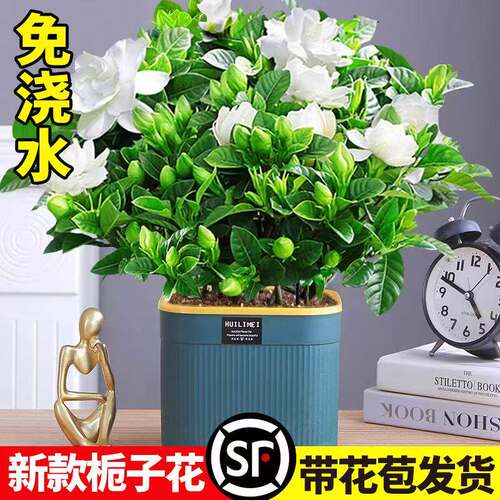室内水培栀子茉莉清香好养盆栽