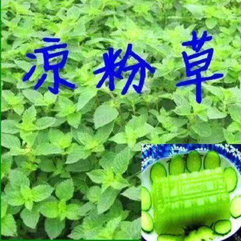 凉粉草种子仙人草种子白凉草籽神仙草种子仙草种子仙人冻种子盆栽