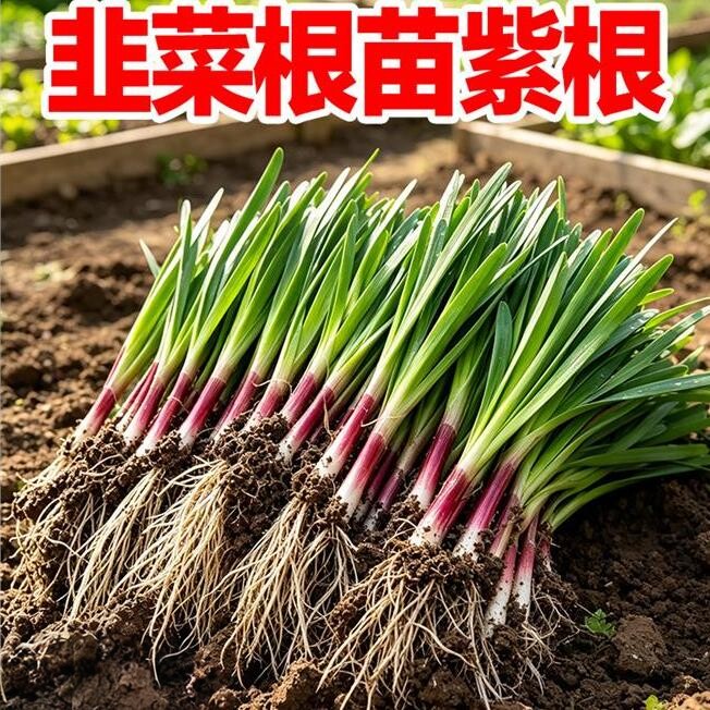 老品种紫根大叶韭菜根苗四季阳台