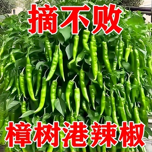 樟树港椒种籽樟树辣椒种子优质清香薄皮辣椒新种春秋四季播种蔬菜