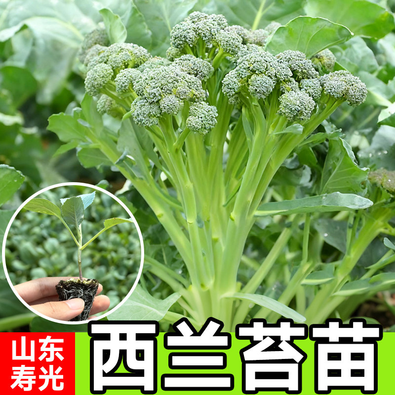 寿光西兰苔种子四季高产甜杆