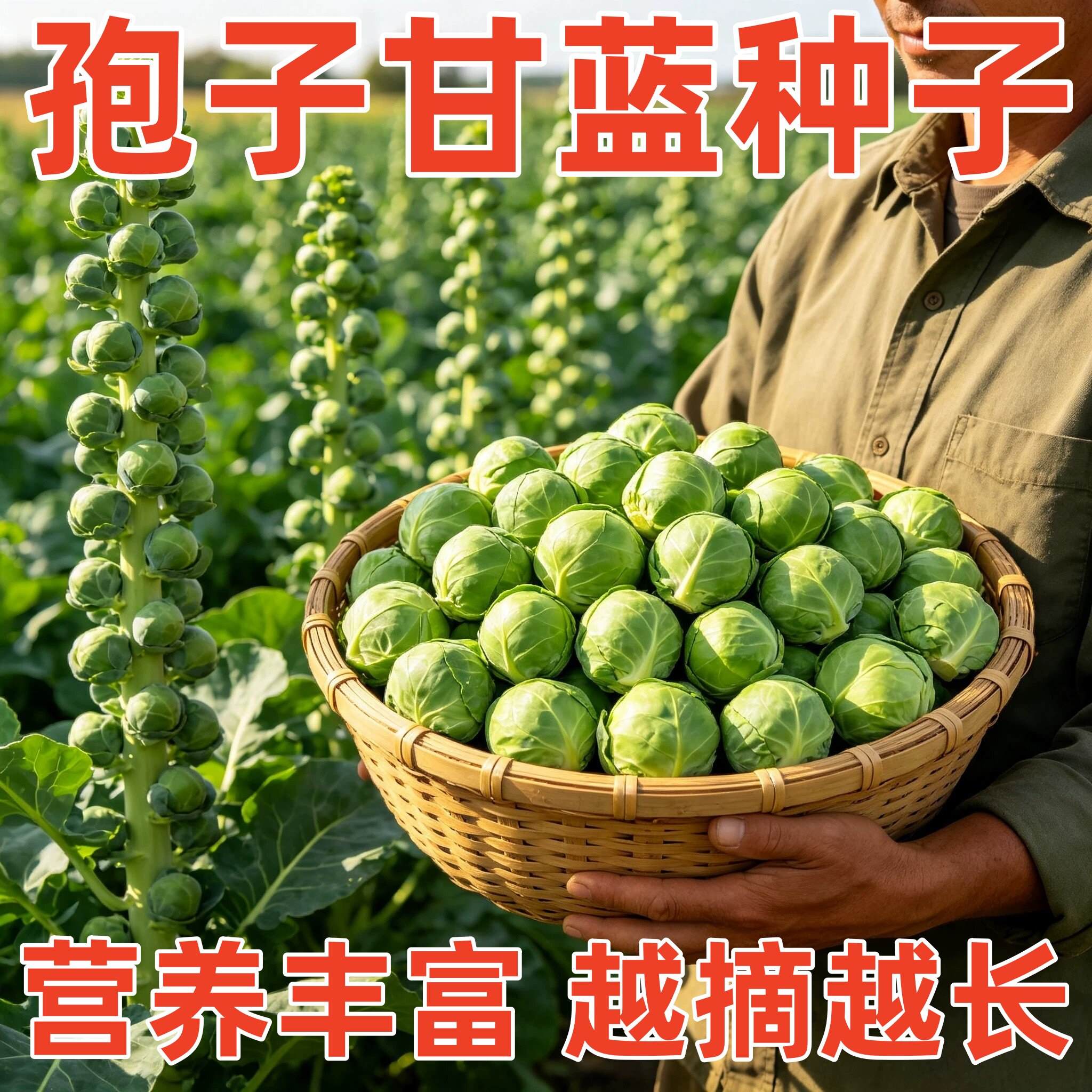 抱子甘蓝种子四季高产庭院易种