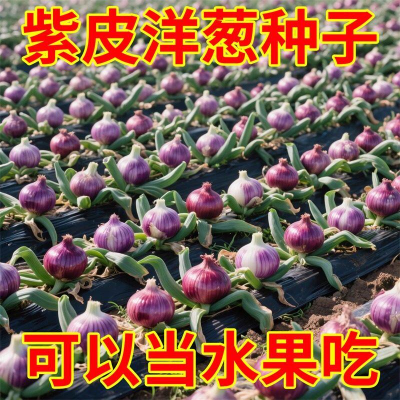 紫皮洋葱水果型洋葱种子超甜夏季耐热耐高温蔬菜种子一年四季可种