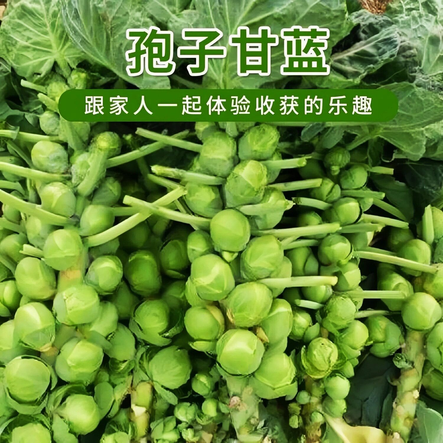 孢子甘蓝种子四季阳台盆栽耐热耐