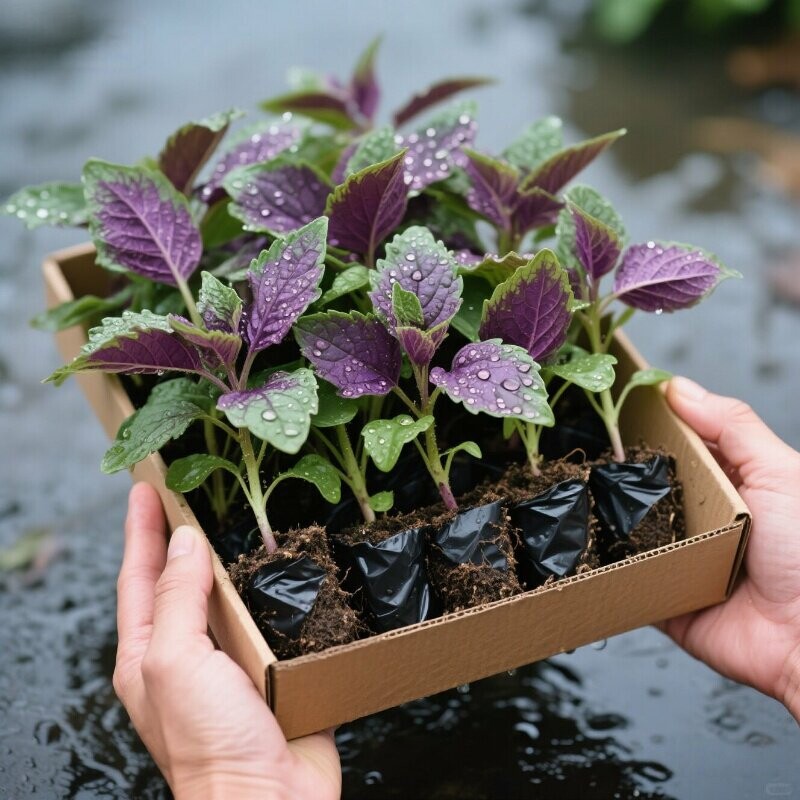 可食用紫苏苗20棵带土带根发货大叶新鲜紫苏幼苗四季盆栽阳台种植