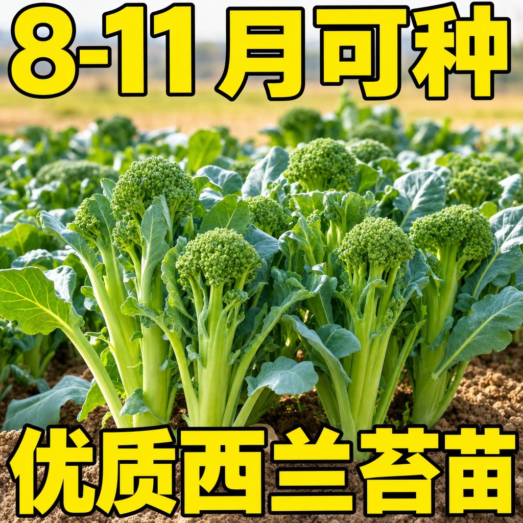 正宗西兰苔苗秧苗芥蓝菜苔菜心西蓝花苗西洋芥兰种早熟耐寒蔬菜苗