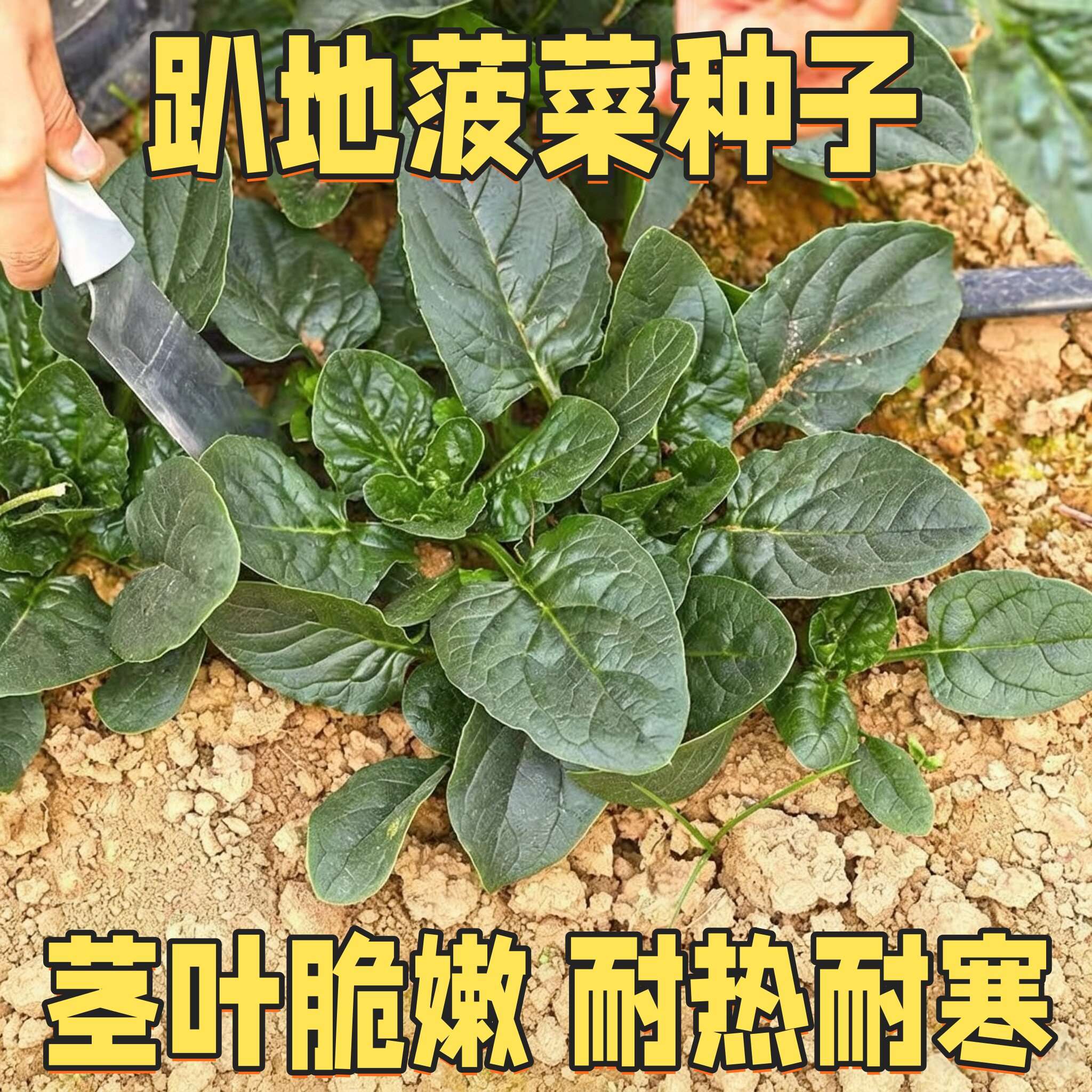 趴地菠菜种子老品种塌地菠春秋冬季耐寒耐热菜种红根菠菜易种蔬菜