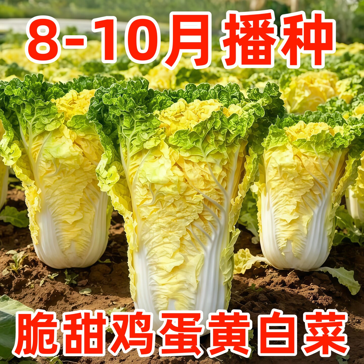 鸡蛋黄白菜种子早熟抗病高产四季黄心大白菜快菜耐热好吃蔬菜种子