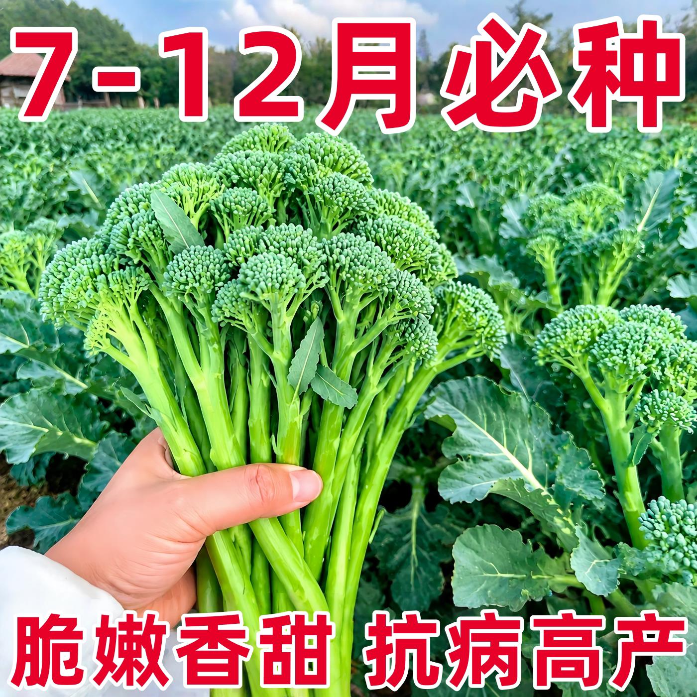 西兰苔种子农科院蔬菜种籽四季春季可种菜园阳台盆栽庭院包活高产