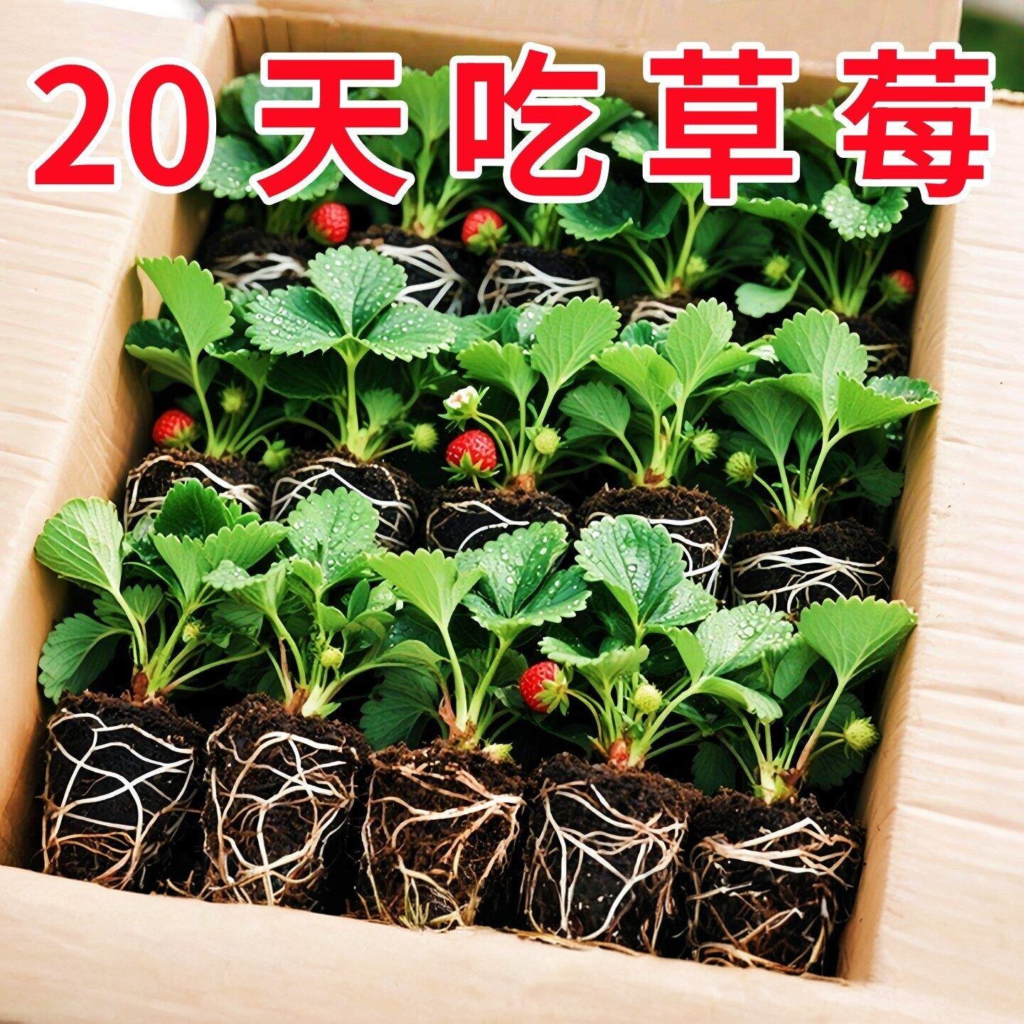 四季草莓苗奶油红颜草莓秧大棚种植草莓盆栽当年结果新苗带土果苗