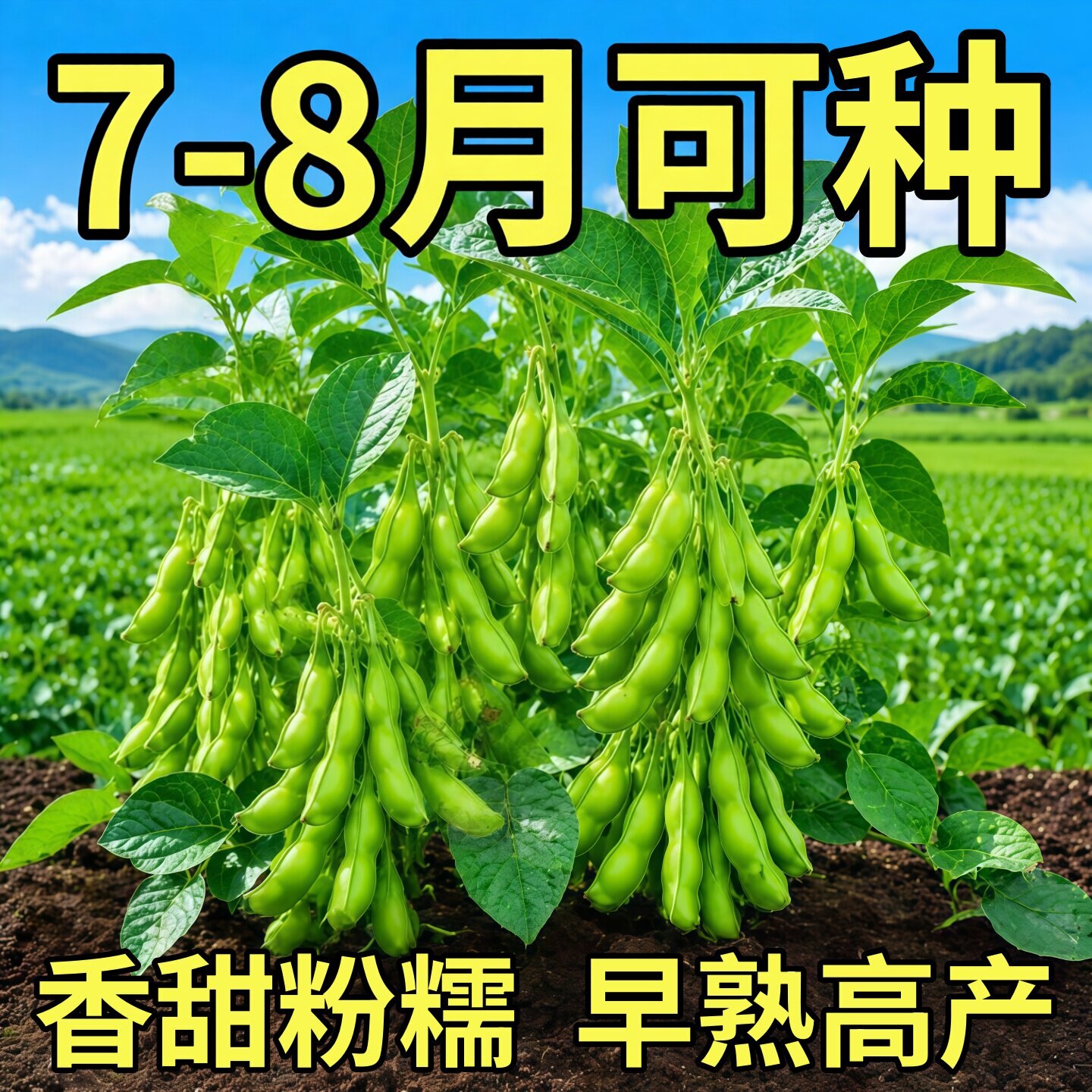 早熟毛豆种子青豆种子非转基因四季高产抗病耐寒大豆种蔬菜种子