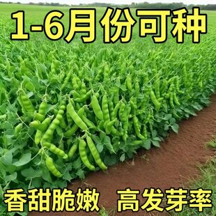 甜脆荷兰豆种子菜豌豆双花双夹高产耐寒农家自种秋冬季豆角菜种子