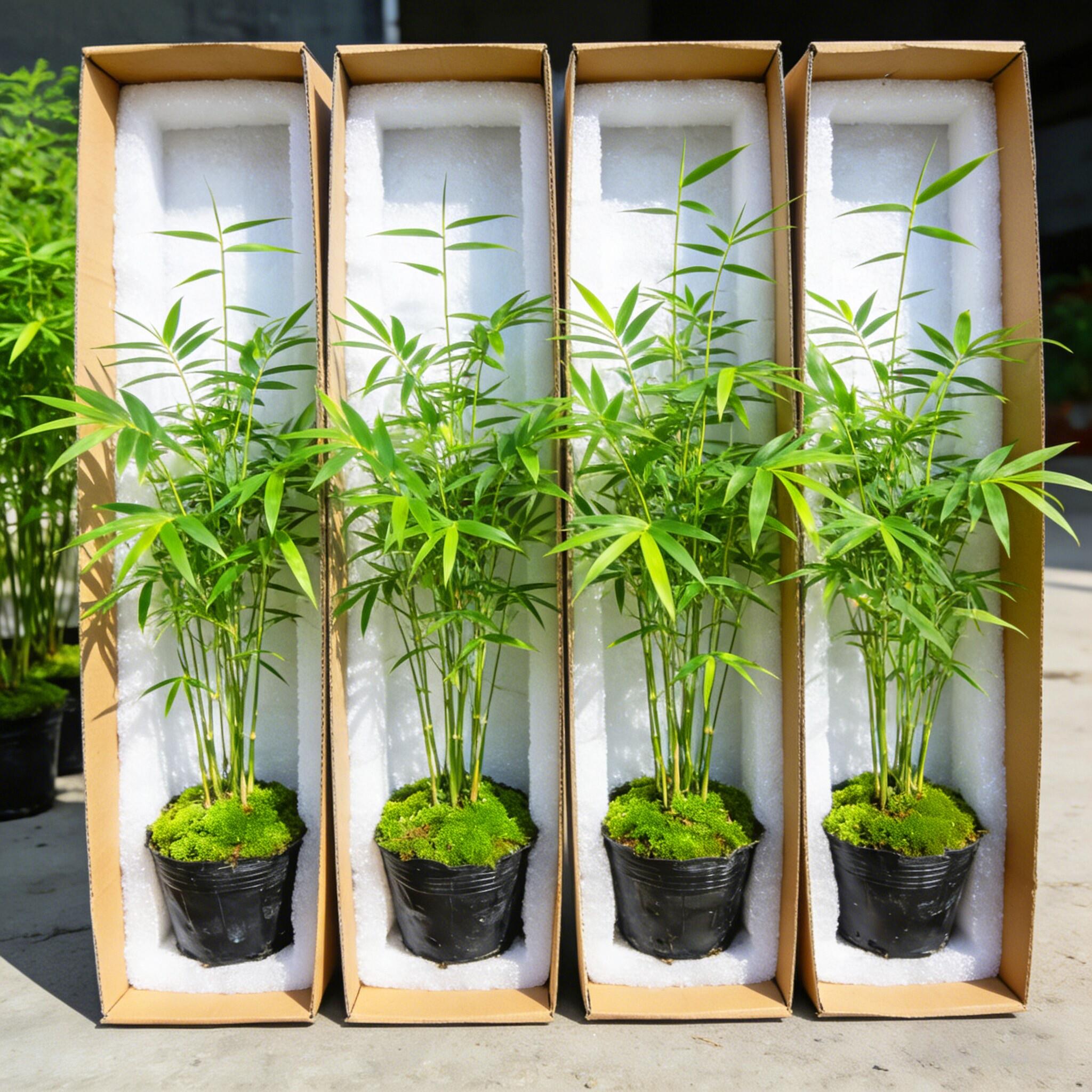 米竹盆栽丛生凤尾竹观音竹室内桌面水培绿植物阳台竹子盆景慈孝竹