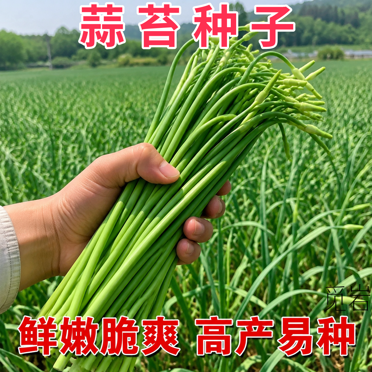 蒜苔种子大蒜种子蒜种紫皮本地吃蒜苔的大蒜种子老品种蒜台苗种子