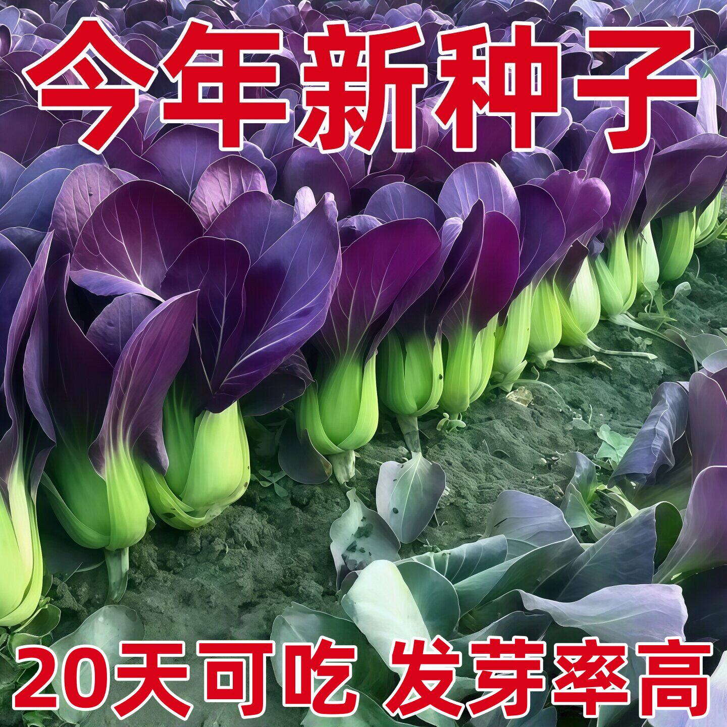 紫罗兰紫油菜种子小青菜种籽红上海青菜籽蔬菜孑菜种秋季四季籽种