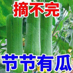 肉丝瓜种子高产早熟瓜种子四季香丝瓜当季阳台易活清香瓜果蔬菜籽
