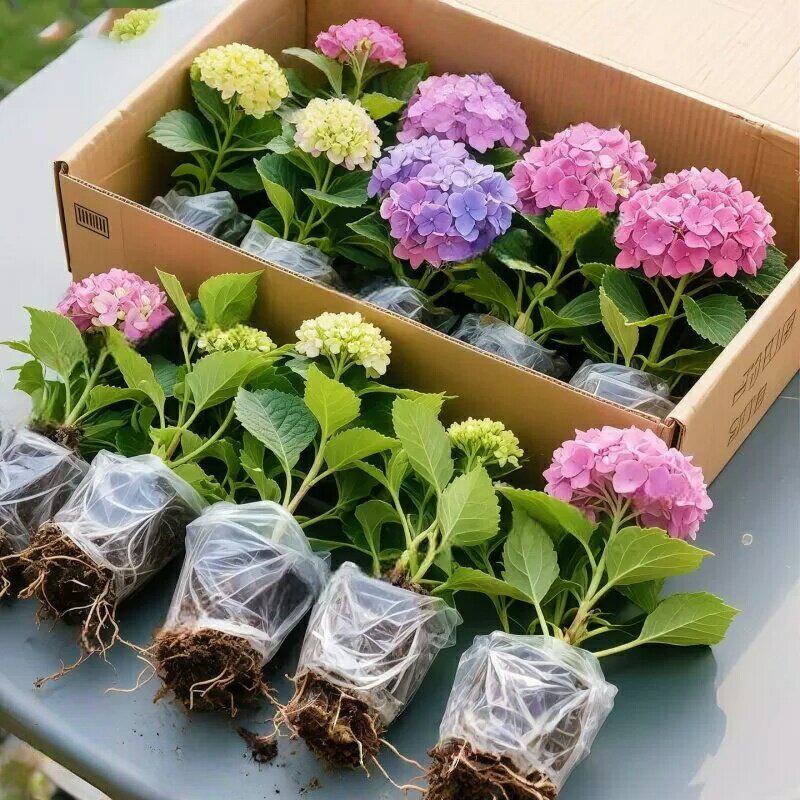 绣球花苗无尽夏绣球花苗常年开花