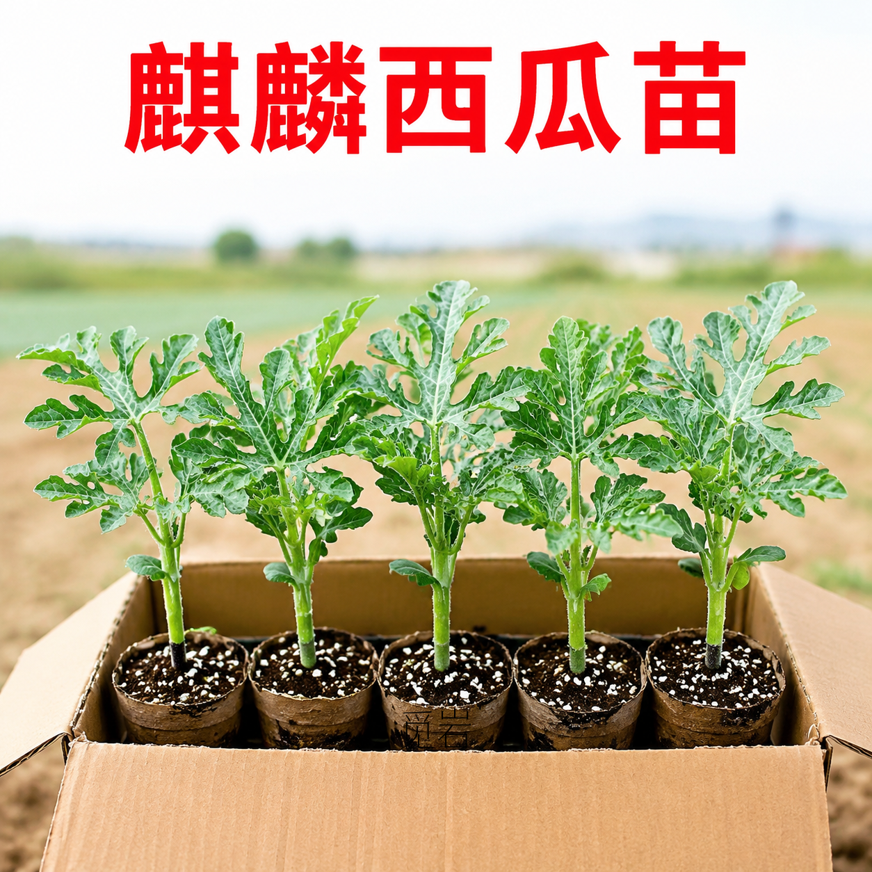 8424麒麟西瓜苗无籽早佳懒汉