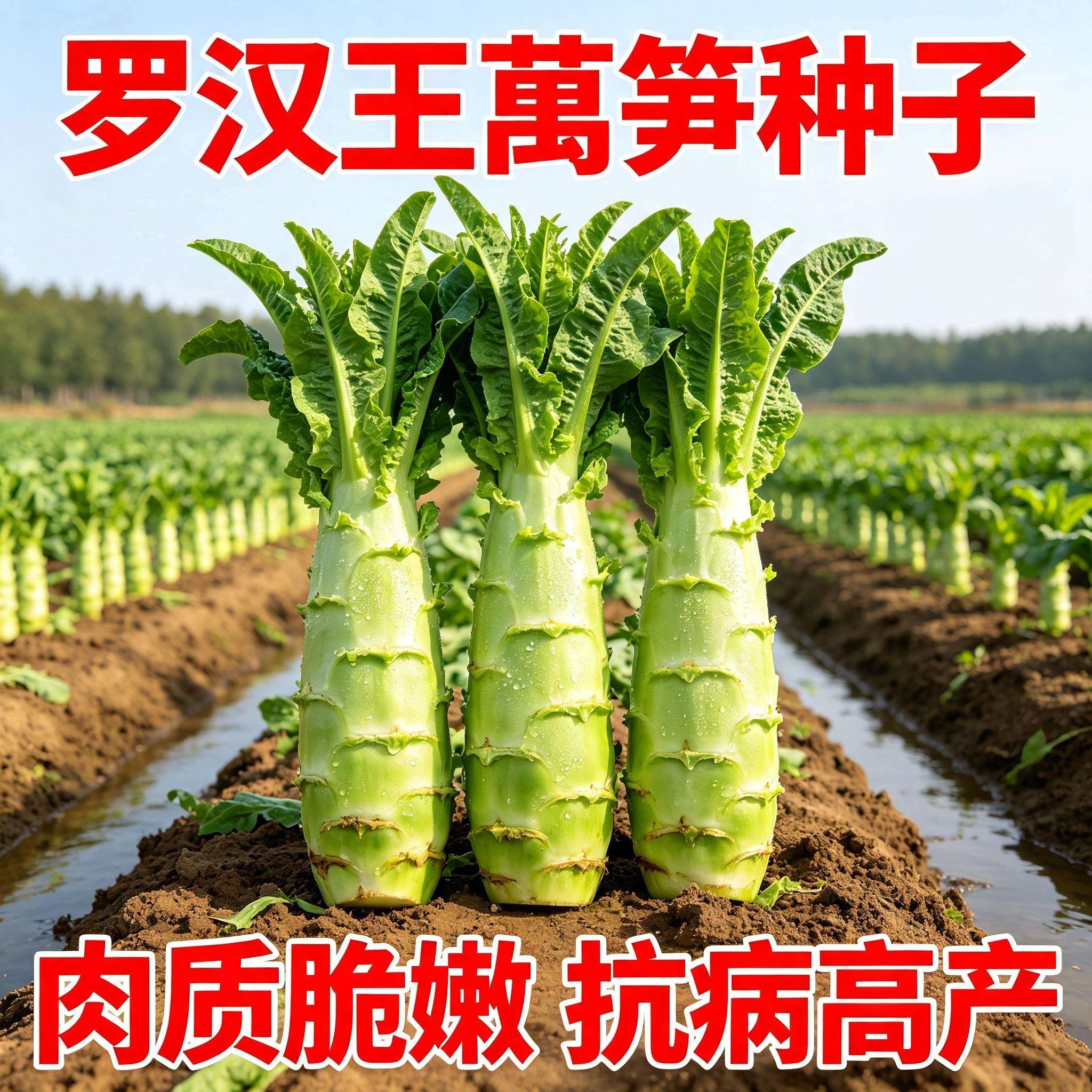 高产罗汉王莴笋种子香莴苣种籽南北方易种植耐热耐寒脆嫩蔬菜种孑