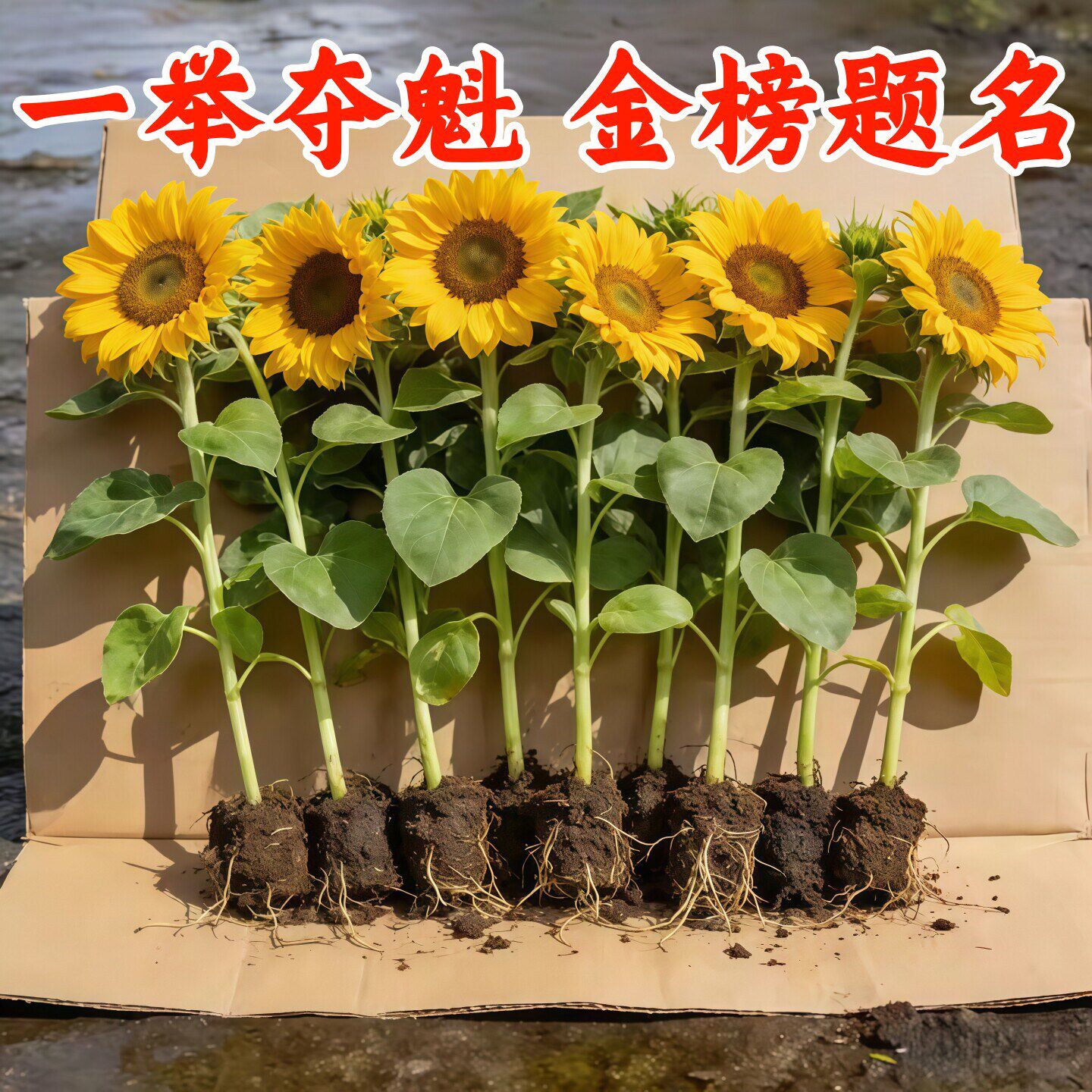 向日葵盆栽大苗四季开阳台室内