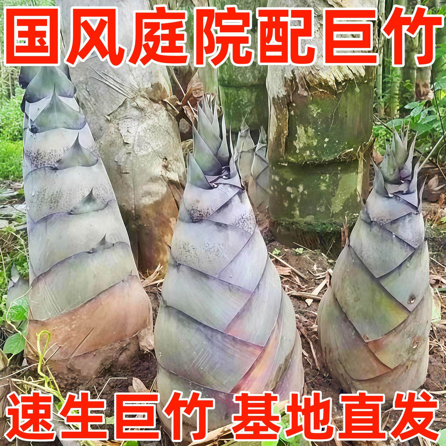 大型巨龙竹楠竹种子食用竹笋种子四季庭院室外种植巨龙竹竹子种子