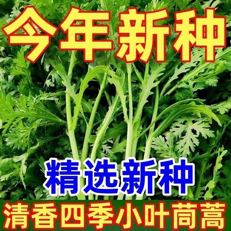 小叶茼蒿种子种籽光杆蒿子秆四季播阳台盆栽庭院蔬菜种子