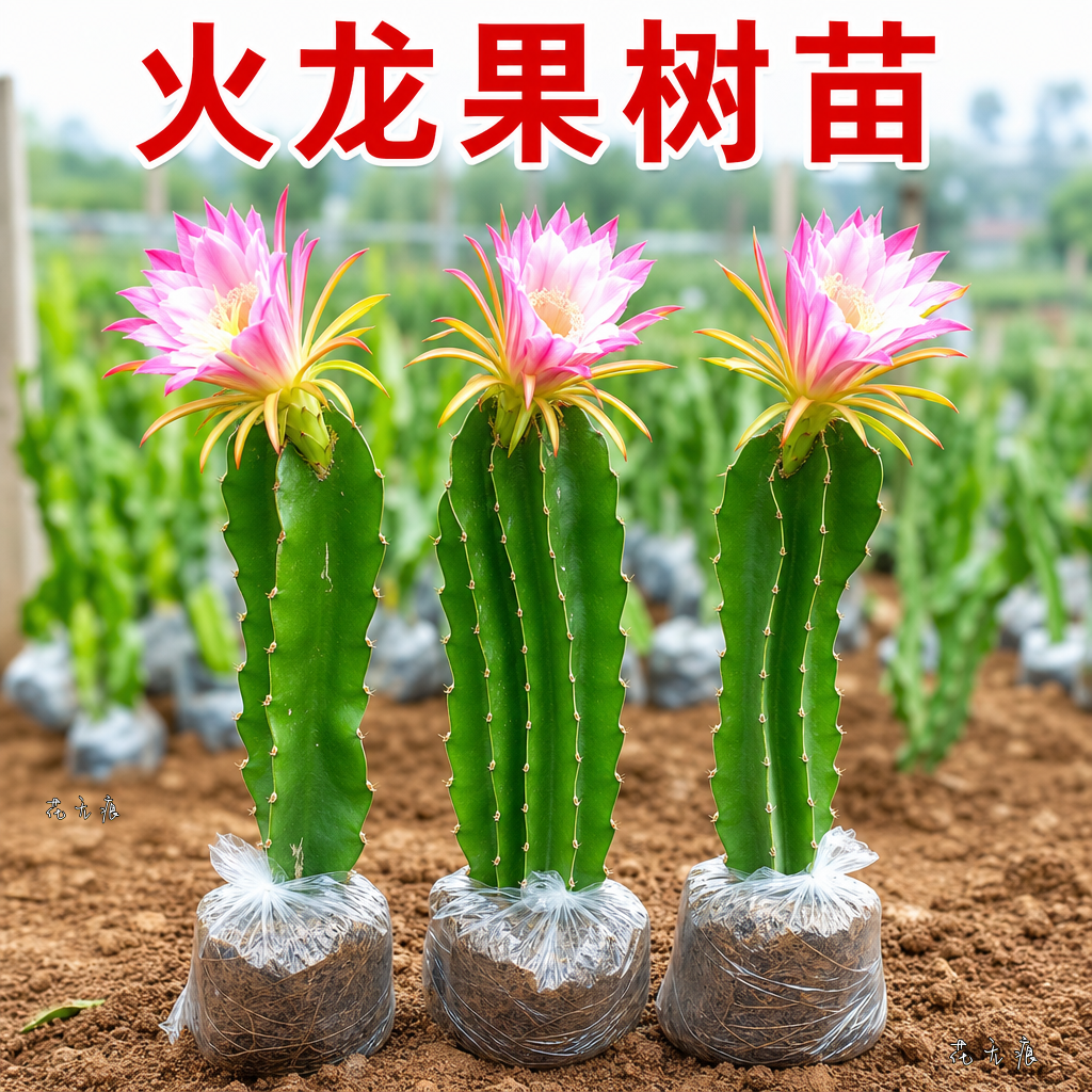 红心火龙果苗当年结果带根盆栽