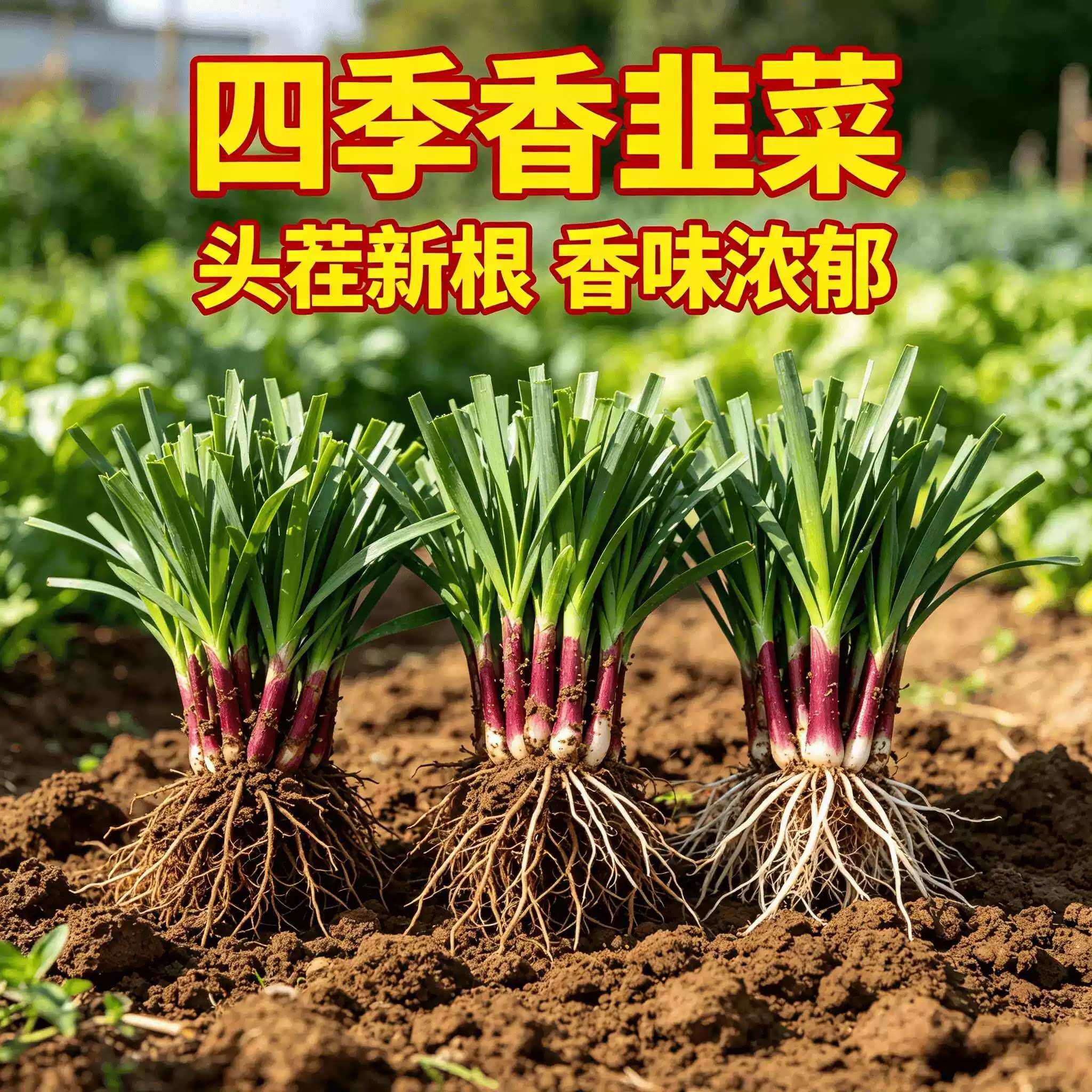 正宗头茬现挖紫根大叶韭菜根