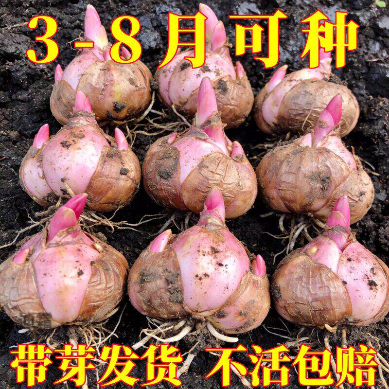 进口重瓣香水百合种球浓香盆栽