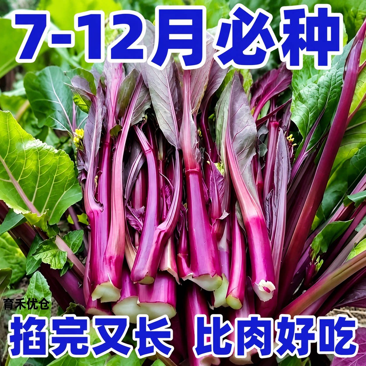 四季脆甜多汁红菜苔种子