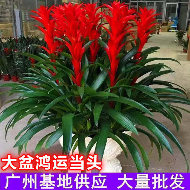 鸿运当头盆栽带花红星凤梨室内客厅鲜花卉绿植红掌办公室四季开花,鲜花速递/花卉仿真/绿植园艺,红掌/凤梨/温室花卉,淘宝优惠券,粉丝福利购,淘宝优惠卷
