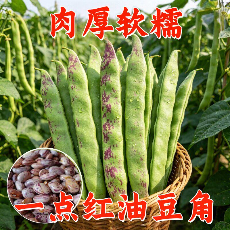正宗东北油豆角种子一点红油豆角种子将军豆芸豆种子豆角蔬菜种子