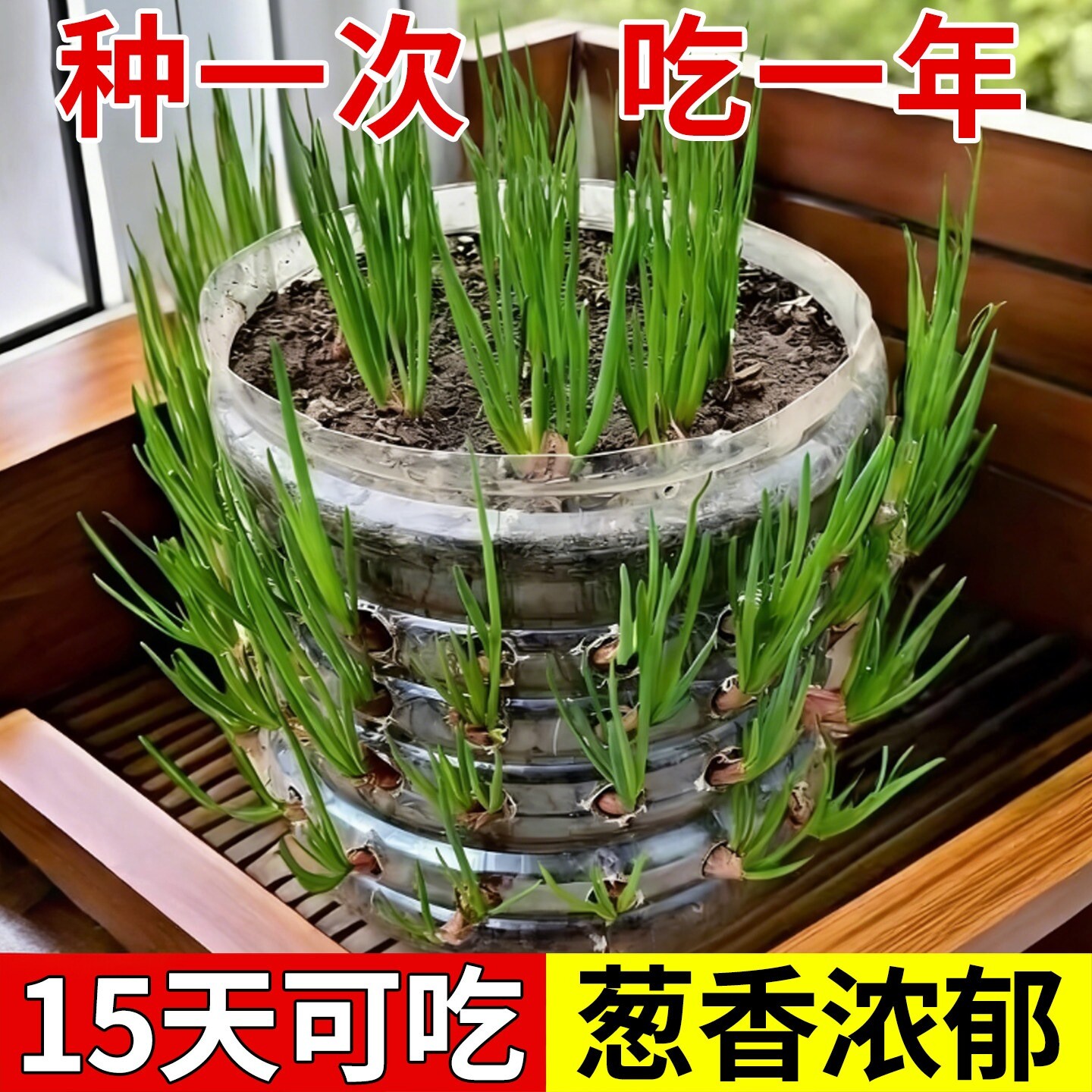 浓香四季阳台庭院红葱头种子