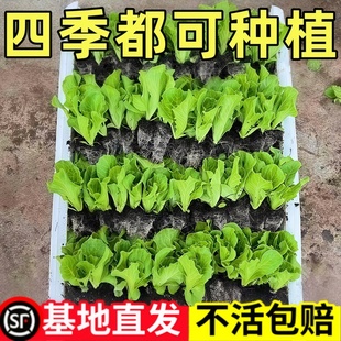 【新鲜秧苗】2025年意大利生菜秧苗薄皮可口全年一年四季阳台种植