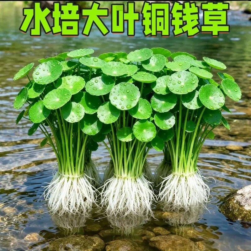 精品大叶铜钱草水培植物水养绿植物小叶办公室内桌面四季好养易活