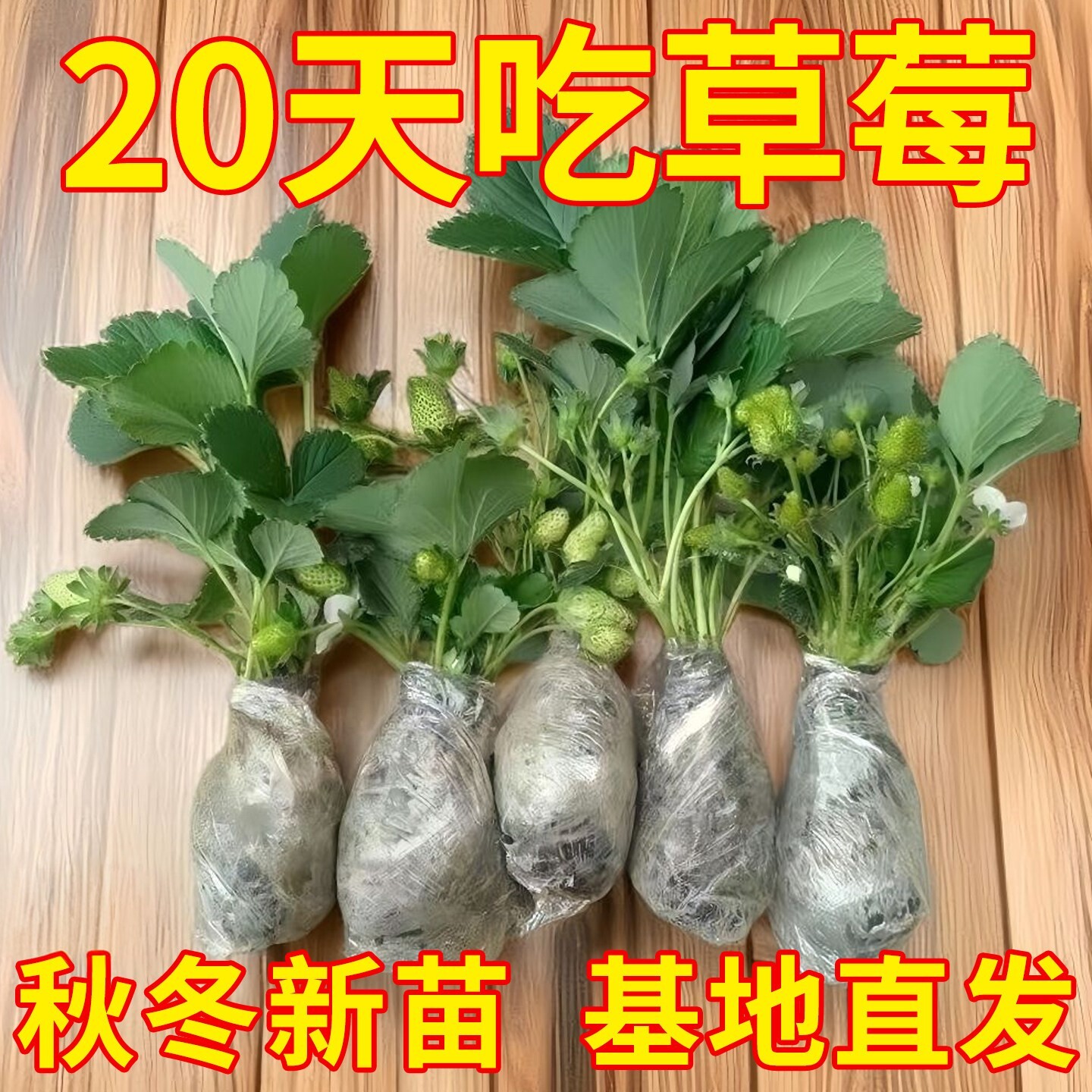 四季奶油草莓苗带土穴盘苗当年结果新鲜草莓秧苗阳台种植结果天使